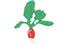 Set de 13 motifs décoratifs plats en bois médium (MDF) à décorer : Fruits et légumes